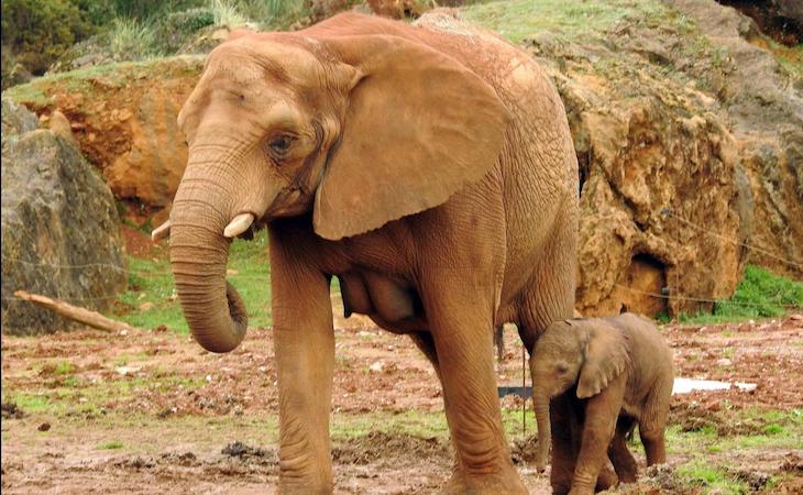 Nace en Cabárceno el primer elefante africano de tercera generación