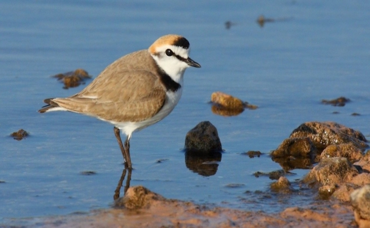 Europa sancionará a España por la degradación del Delta del Llobregat
