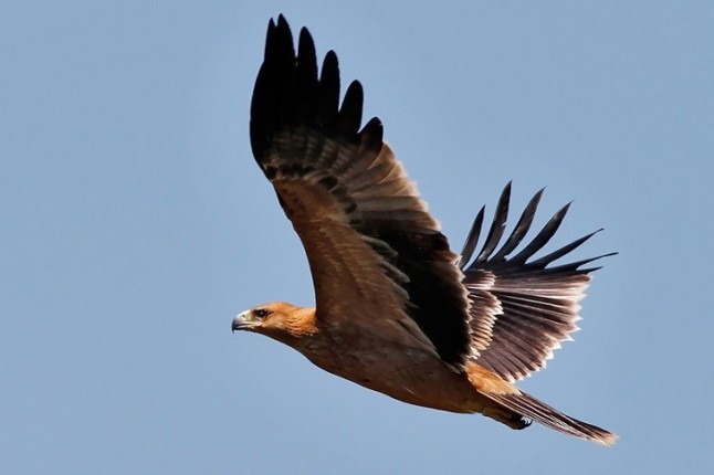 Procedimiento que disminuye el coste de reintroducción de grandes rapaces