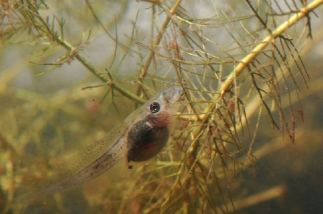La contaminación lumínica es ‘letal’ para los anfibios