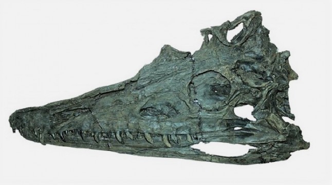 Un paladar único distingue a una especie inédita de cocodrilo ancestral