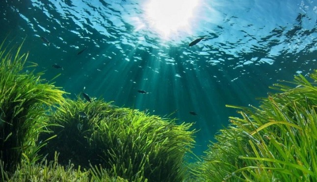 La revista murciana Naturalmente conectados muestra el valor de la posidonia oceánica
