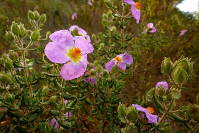 El Día de la Fascinación por las Plantas ensalzará a tres especies singulares de la Comarca de Cartagena