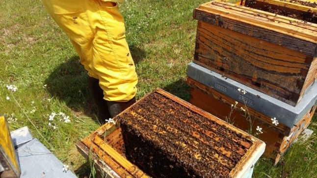Detenido en Almería el presunto autor del hurto de 230 colmenas de las que murieron cuatro millones de abejas
