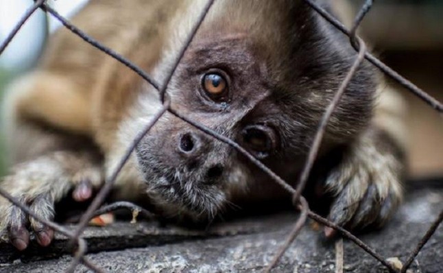 El tráfico de especies es una lacra que pone en entredicho la supervivencia de animales y plantas