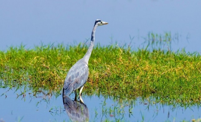 Wikipedia revela las interacciones de los humanos con la biodiversidad