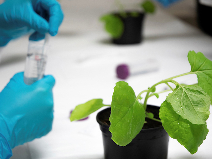 Luz y taquígrafos sobre de las plantas para distinguir entre compuestos esenciales y tóxicos