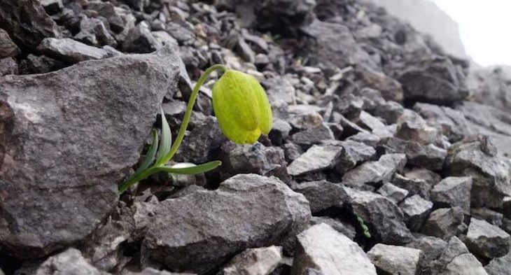 Una planta evoluciona para hacerse menos visible a los humanos