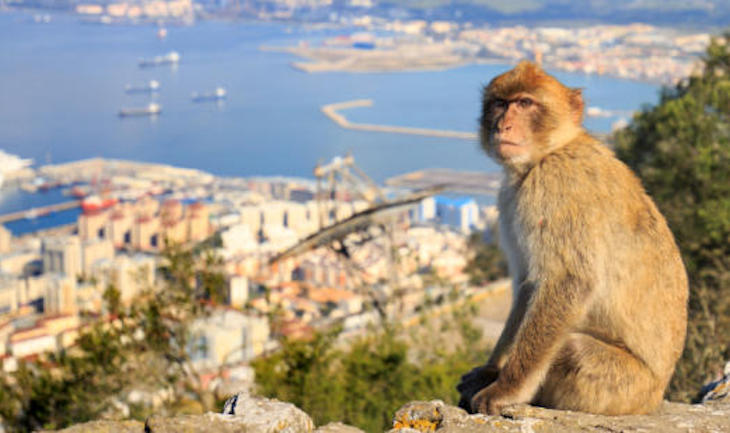 Tocar a los macacos será delito en Gibraltar