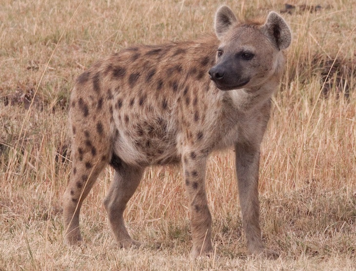 Las hienas son los mejores amigos de los niños