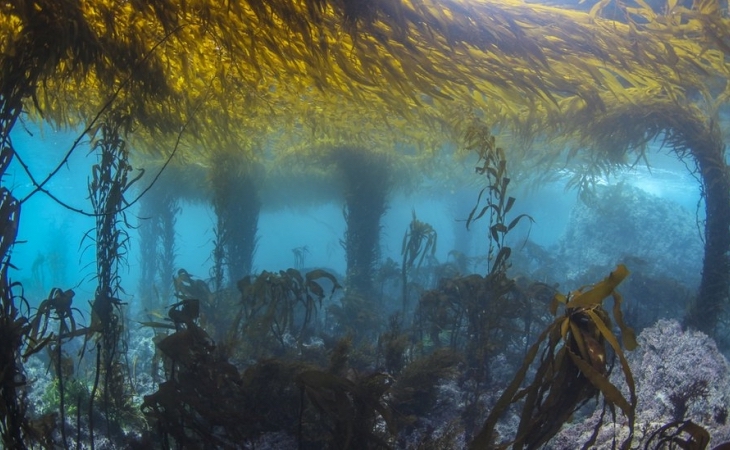 Los ríos están propiciando más algas en el océano ártico