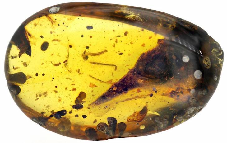 Ya conoces al dinosaurio más pequeño del mundo