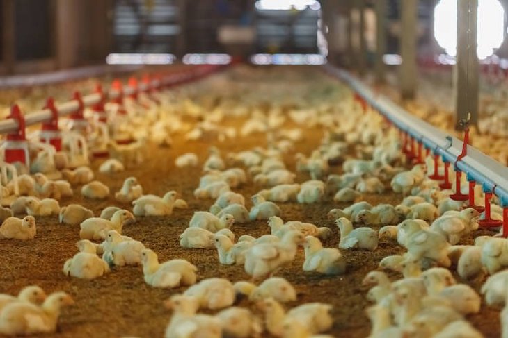 Francia toma medidas para evitar el ‘triturado’ de los pollitos macho su primer día de vida