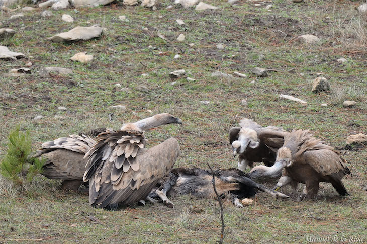 La recuperación del monte mediterráneo atrae a las grandes aves carroñeras