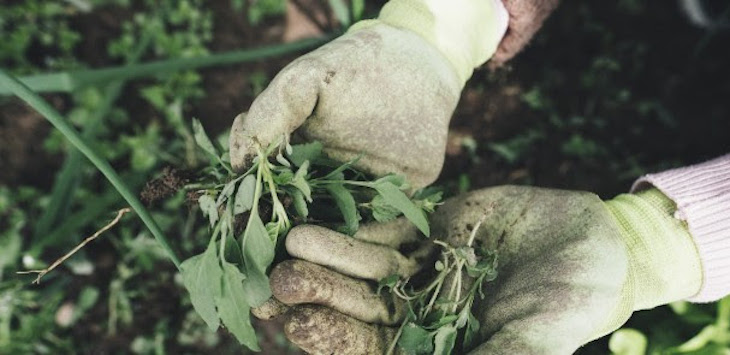 SIGFITO y AEPLA ‘aliados’ para conformar ARROPOLY.com