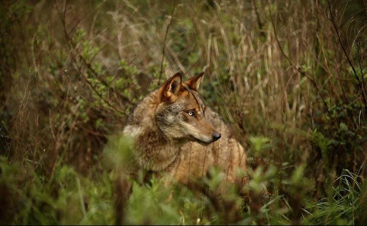 La protección total del lobo y su ‘letra pequeña’