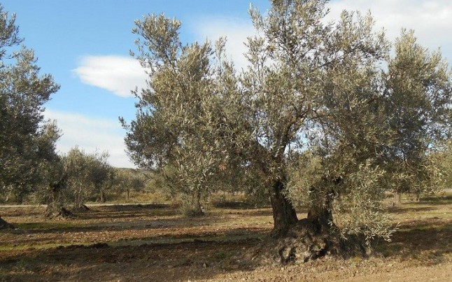 Apadrina un olivo ha recuperado 7.200 olivos centenarios en Oliete (Teruel) con la colaboración de 2.450 padrinos