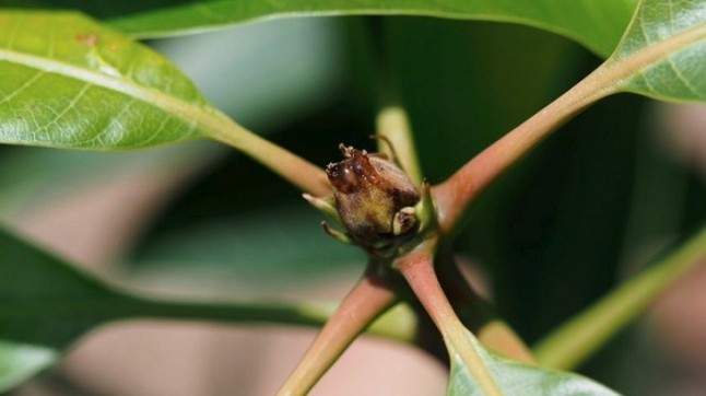 Una proteína controla la formación de ramas en las plantas