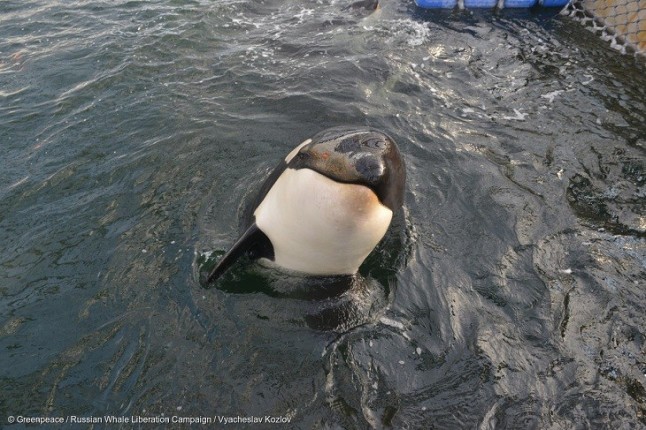 Vladimir Putin y los cetáceos encarcelados