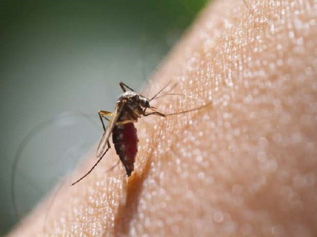 Un hongo transgénico mata rápidamente a mosquitos de la malaria