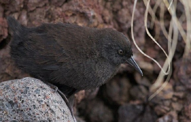 Solución al misterio del pájaro que vino de la Atlántida