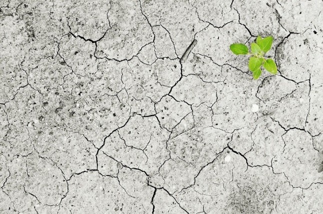 Real Jardín Botánico del Consejo Superior de Investigaciones Científicas (CSIC) adaptará colegios y centros de servicios sociales al cambio climático