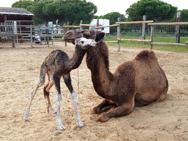 Nace un nuevo camello en el parque Dunar de Doñana en Matalascañas