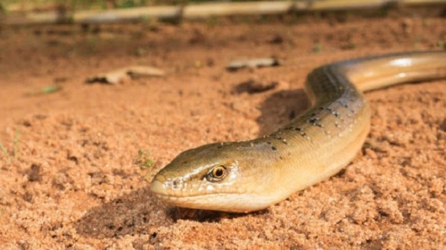 Un lagarto sin patas vivió en Murcia hace un millón de años