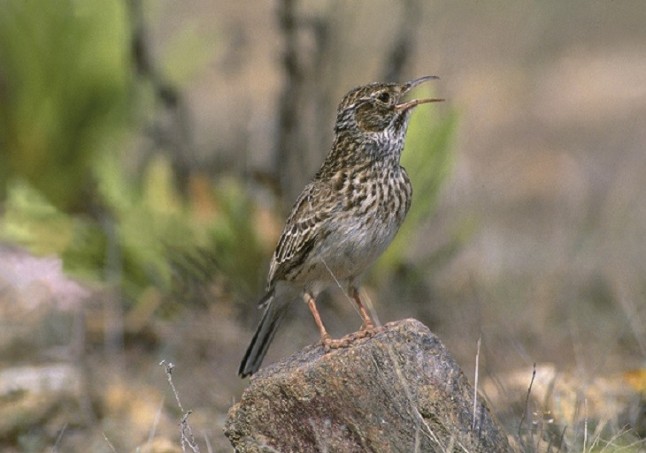 Alertan de que "el ave más rara de España" podría desaparecer de sus "últimos reductos" de Andalucía