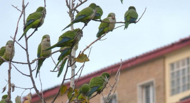 Invasión de cotorras en Alcalá de Guadaira