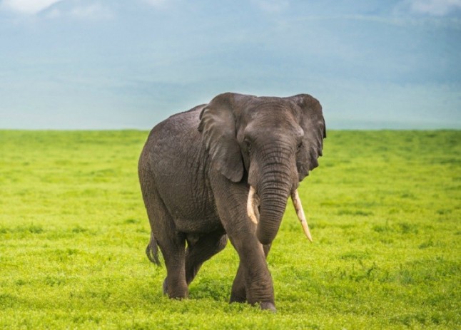 La mano que paro la carga de un elefante