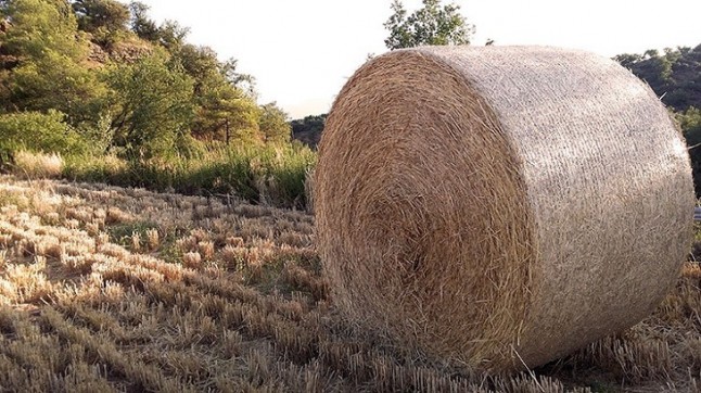 Catalunya informa sobre qué hacer frente a los incendios forestales