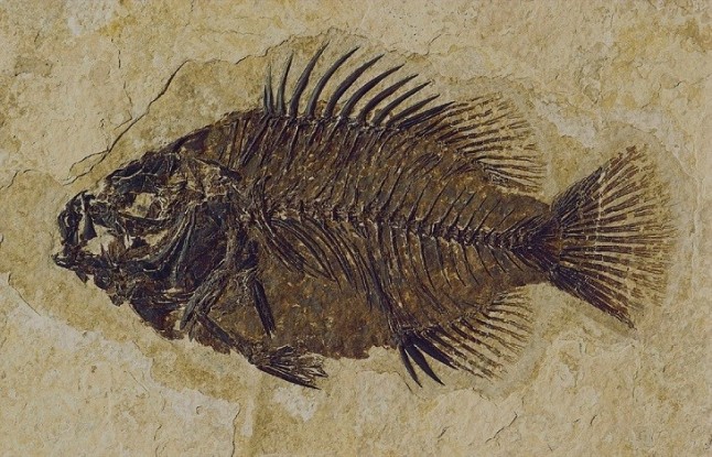 Más pruebas de recuperación veloz de la biosfera tras la Gran Extinción