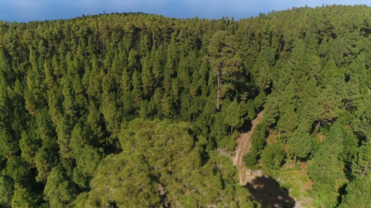 Andalucía y 14 ayuntamientos colaboran en materia forestal