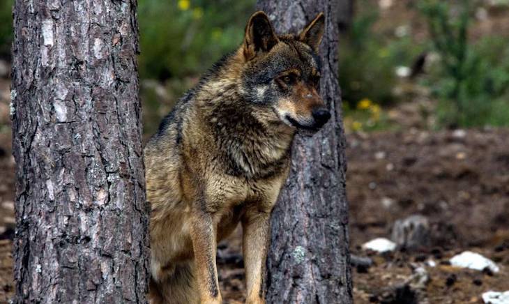 Vox afirma que luchar por la protección del lobo es un ‘delirio’