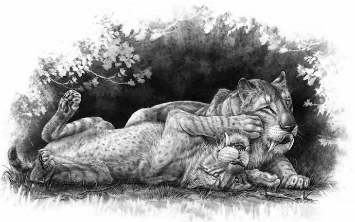 Los fósiles de una familia de tigres dientes de sable revelan que tardaban en “independizarse”