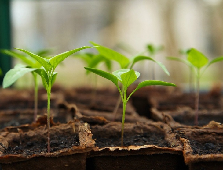 Nuevo bloque de construcción esencial para la vida vegetal