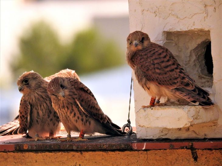 10 años actuando a favor del cernícalo primilla en el silo de Baena