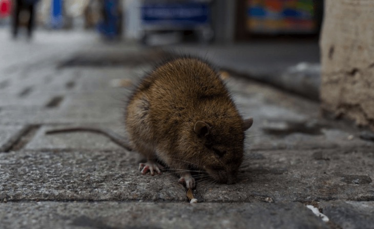 Los cambios en el uso de la tierra aumentan el riesgo de brotes de enfermedades zoonótica
