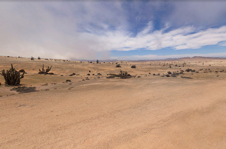 Las algas del desierto arrojan luz sobre la tolerancia a la desecación en las plantas verdes