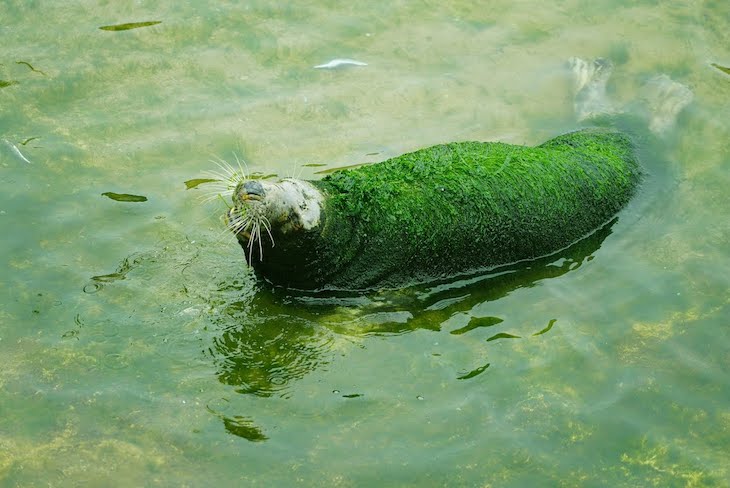 Impresentable. Muere otra foca en el minizoo de Santander