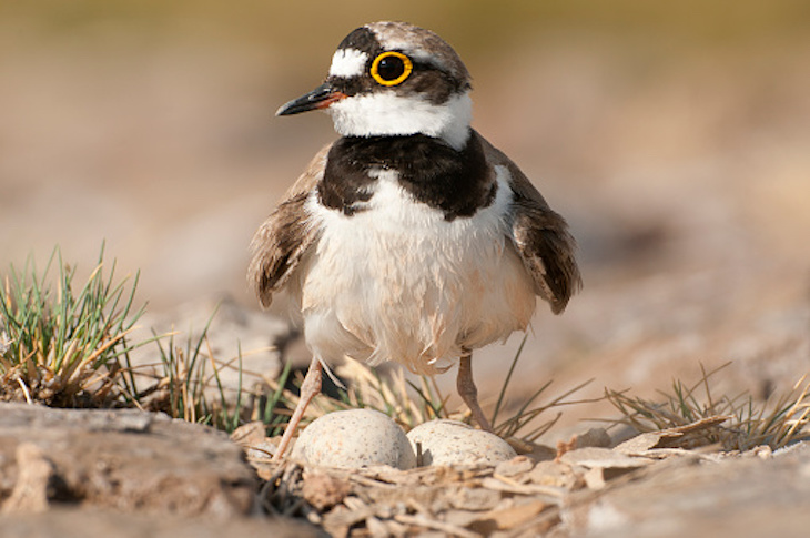 El Ayuntamiento de Sanlúcar ‘se cubre de gloria’ y arrasa una zona anidada de Chorlitejo patinegro