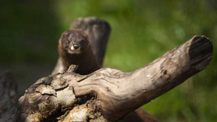 Especies amenazadas ‘victimas’ de la actividad humana