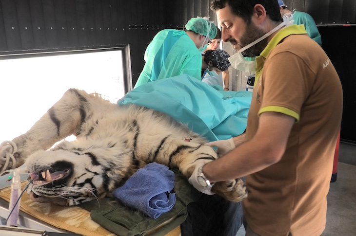 Qué opina el veterinario de AAP Primadomus de la serie Tiger King