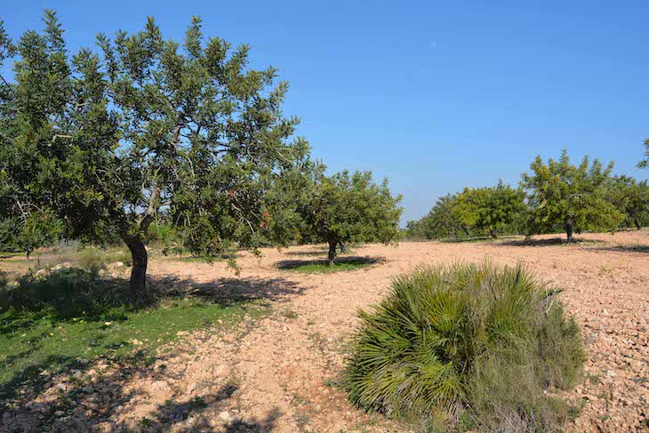 Las centrales solares fotovoltaicas amenazan los paisajes arbolados de secano y monte bajo al Oeste de Cartagena.