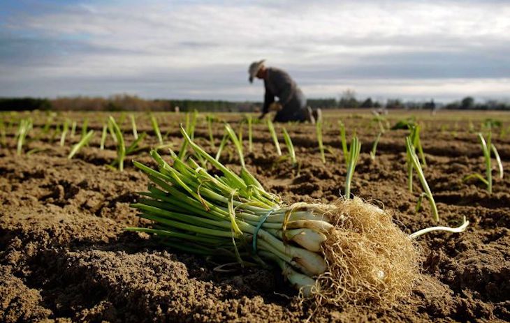 Mejora de los métodos de ‘biocontrol’ en agricultura