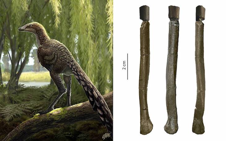 Hallada una esquiva nueva especie de dinosaurio carnívoro en los Pirineos