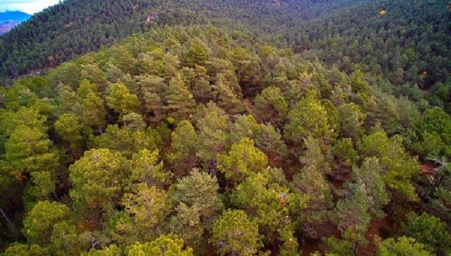 La plaga de la procesionaria asola los bosques de Catalunya