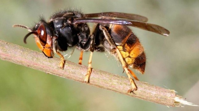 Capturadas casi 3.000 avispas asiáticas en Noja