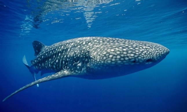 Un tiburón ballena de Record Guinness